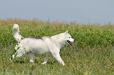SIBERIAN HUSKY 147